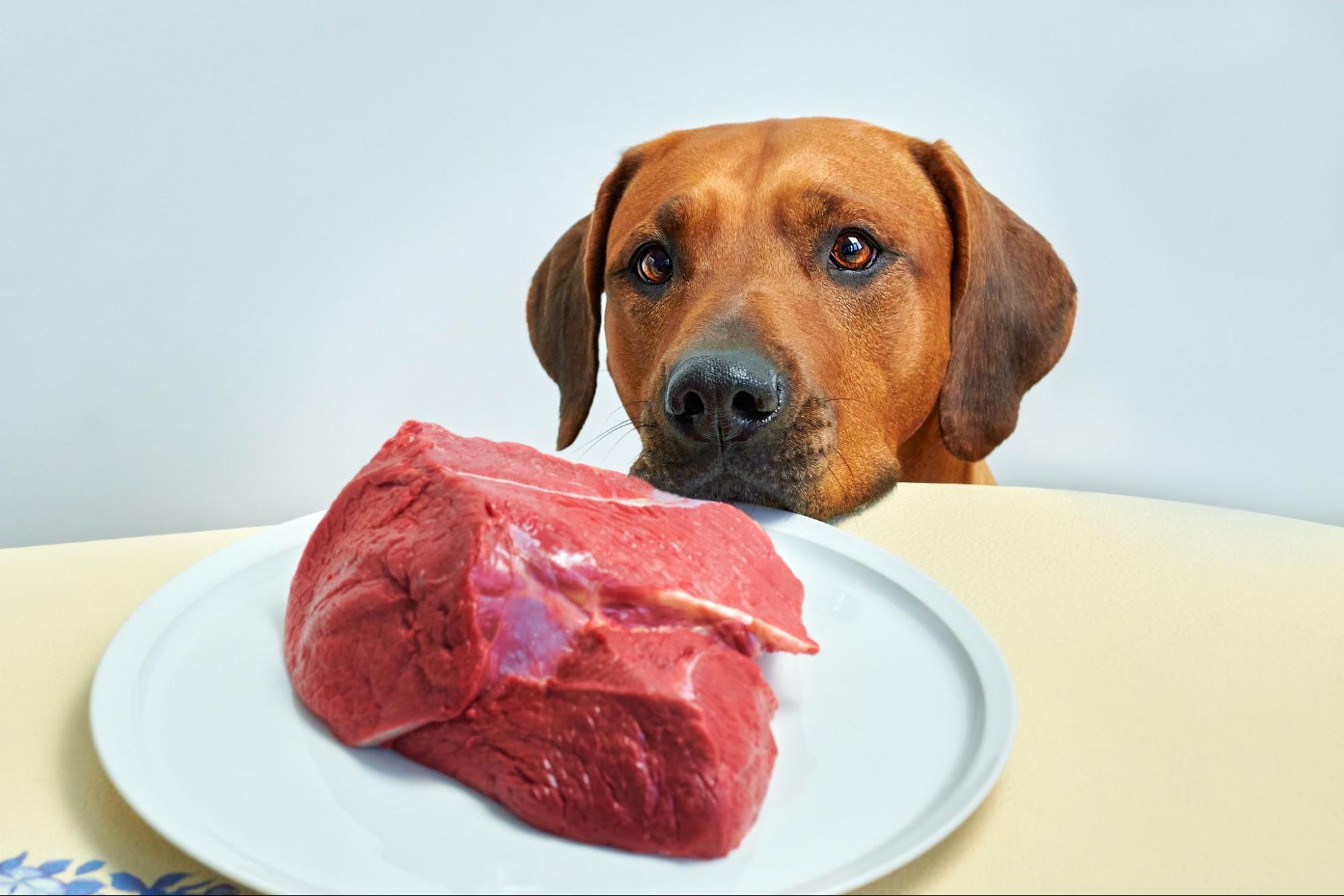 a dog looking at a raw piece of meat on a plate.
